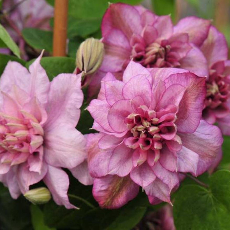 Клематис гибридный Инносент Гланс